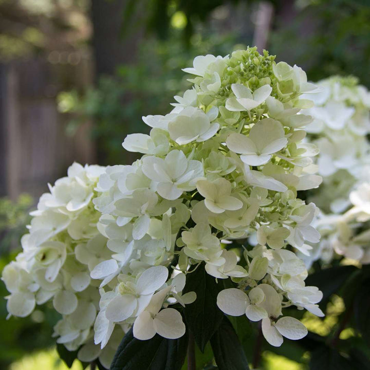 Hydrangea, Fire Light® Flowering Shrub, Quart-Sized Pot