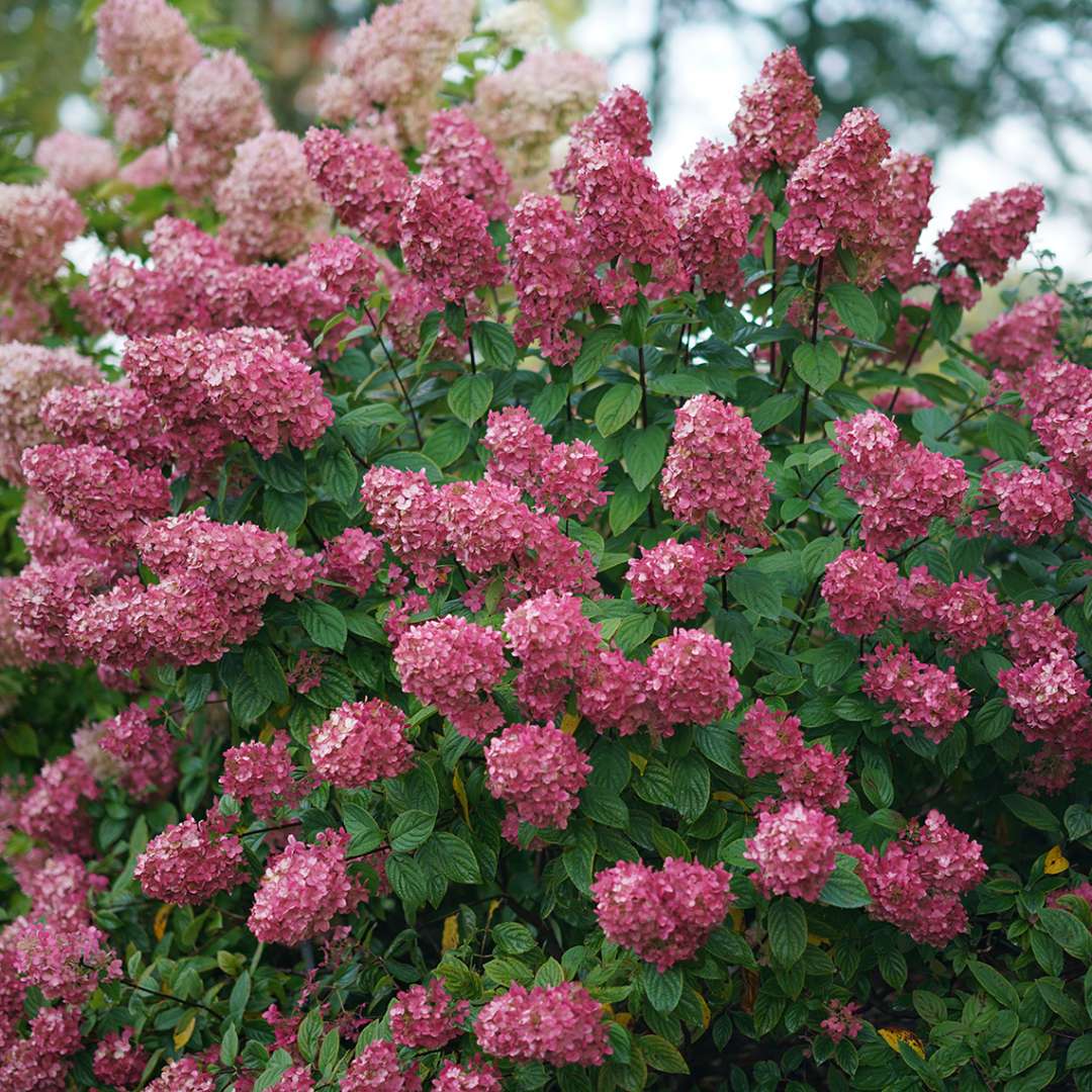 Hydrangea, Fire Light® Flowering Shrub, Quart-Sized Pot