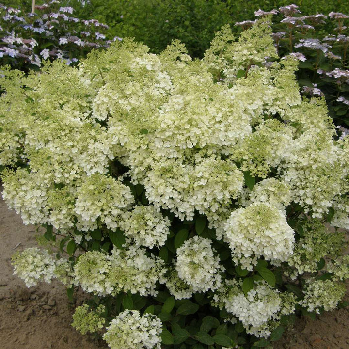 Hydrangea, Bobo® Flowering Shrub, Quart-Size Pot