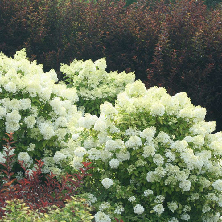 Hydrangea, Bobo® Flowering Shrub, Quart-Size Pot