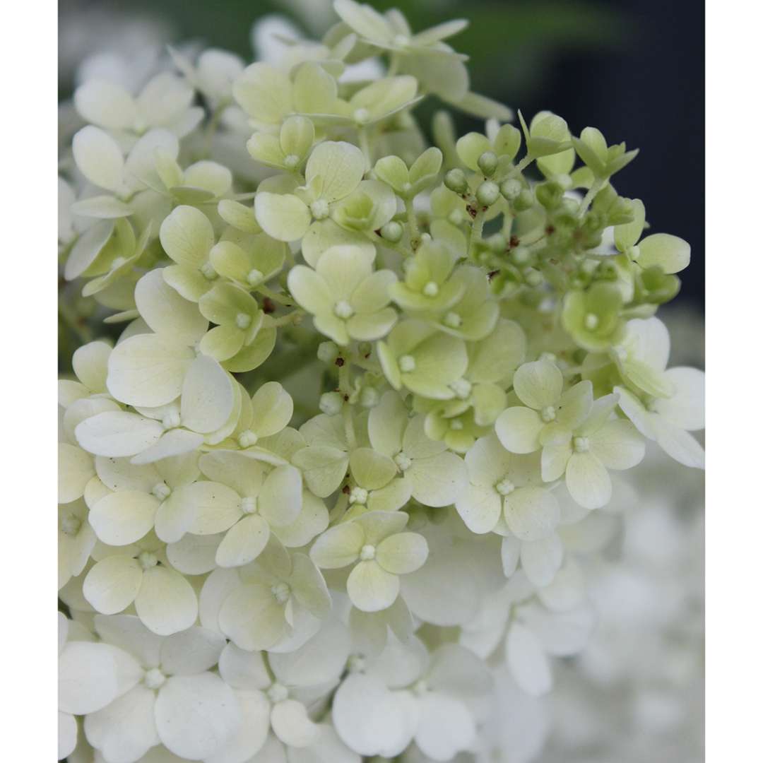 Hydrangea, Bobo® Flowering Shrub, Quart-Size Pot