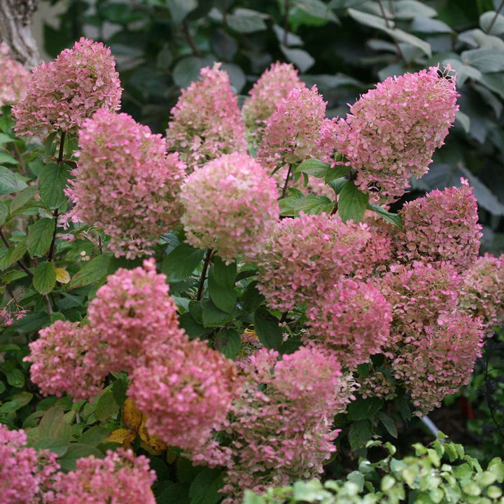 Hydrangea, Bobo® Flowering Shrub, Quart-Size Pot