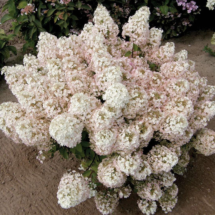 Hydrangea, Bobo® Flowering Shrub, Quart-Size Pot