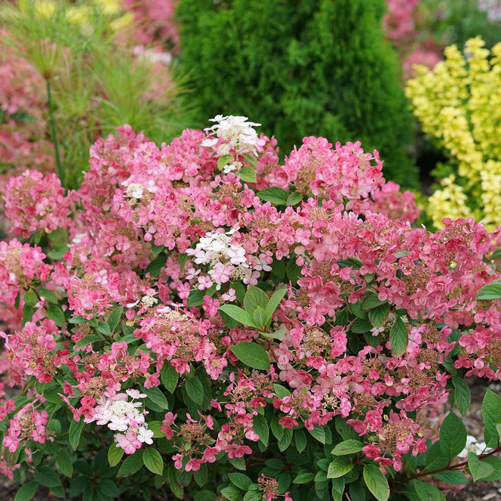 Hydrangea, Little Quick Fire Flowering Shrub, Quart-Sized Pot