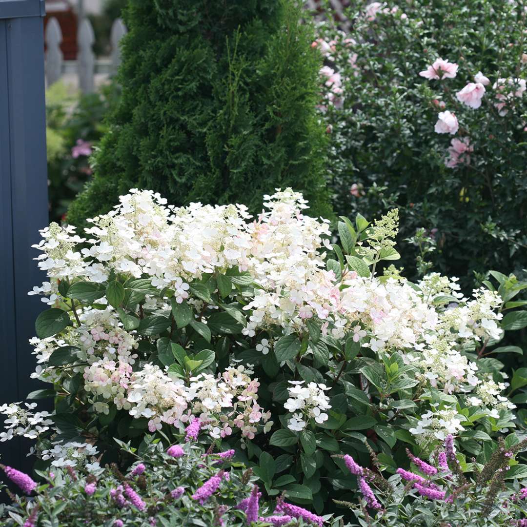 Hydrangea, Little Quick Fire Flowering Shrub, Quart-Sized Pot