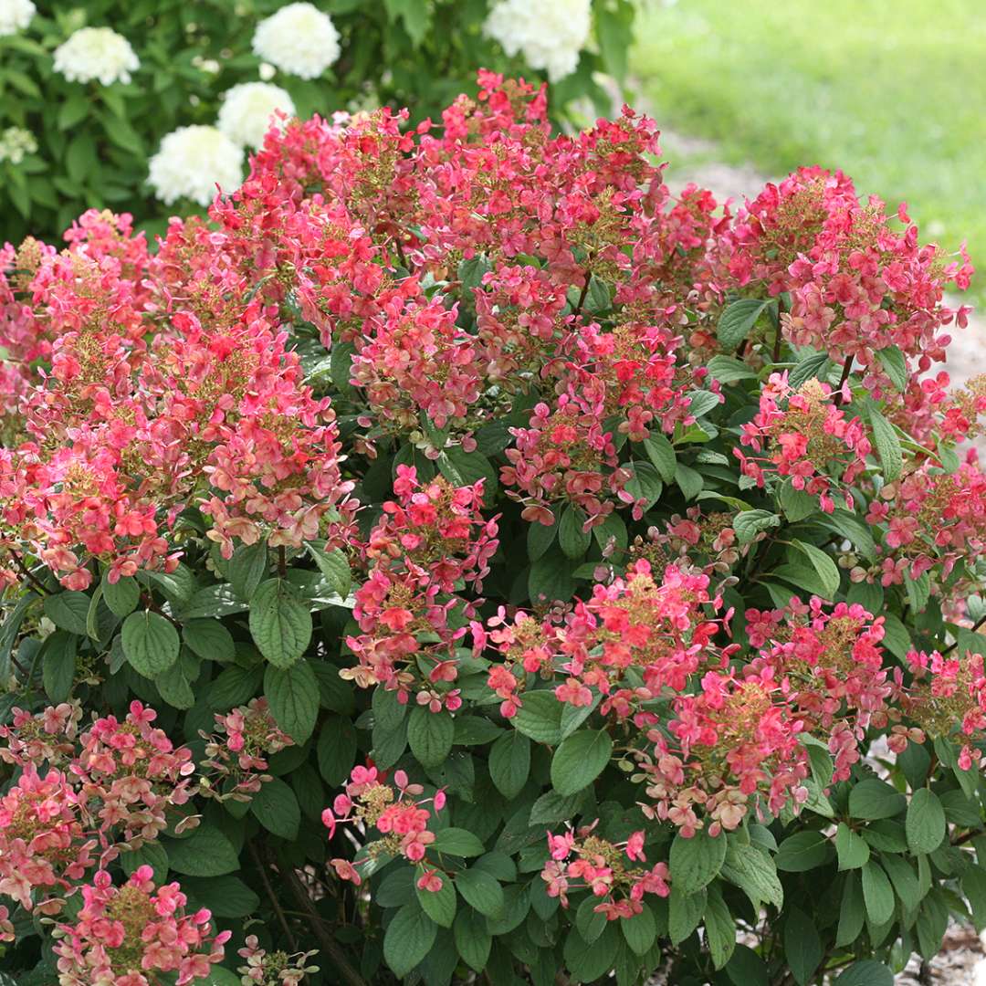 Hydrangea, Little Quick Fire Flowering Shrub, Quart-Sized Pot