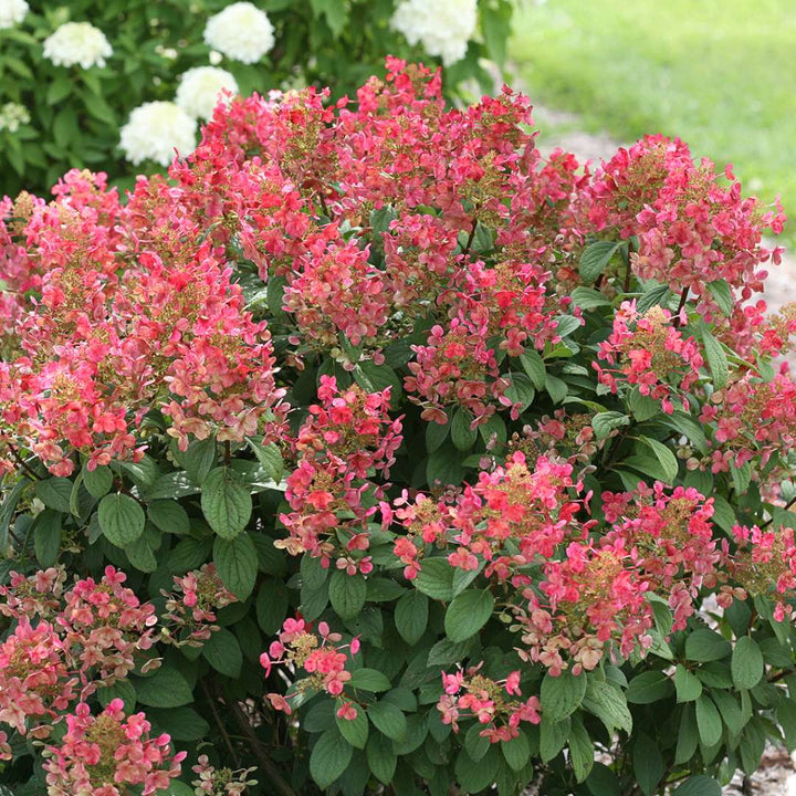 Hydrangea, Little Quick Fire Flowering Shrub, Quart-Sized Pot