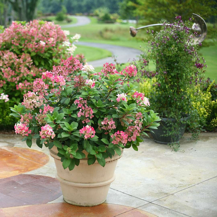 Hydrangea, Little Quick Fire Flowering Shrub, Quart-Sized Pot