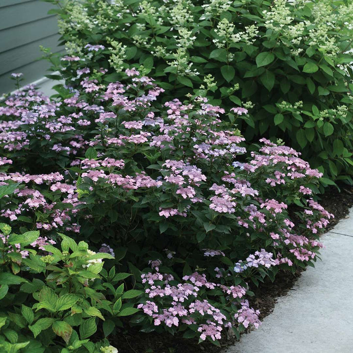 Hydrangea, Tuff Stuff™ Flowering Shrub, Quart-Sized Pot