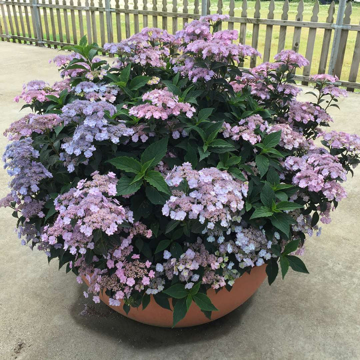 Hydrangea, Tuff Stuff™ Flowering Shrub, Quart-Sized Pot