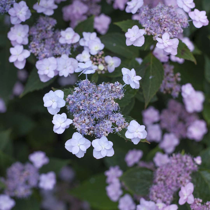 Hydrangea, Tuff Stuff™ Flowering Shrub, Quart-Sized Pot