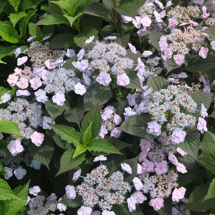 Hydrangea, Tuff Stuff™ Flowering Shrub, Quart-Sized Pot