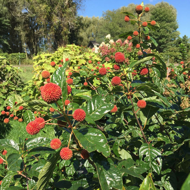 Buttonbush, Sugar Shack Flowering Shrub, Quart-Sized Pot