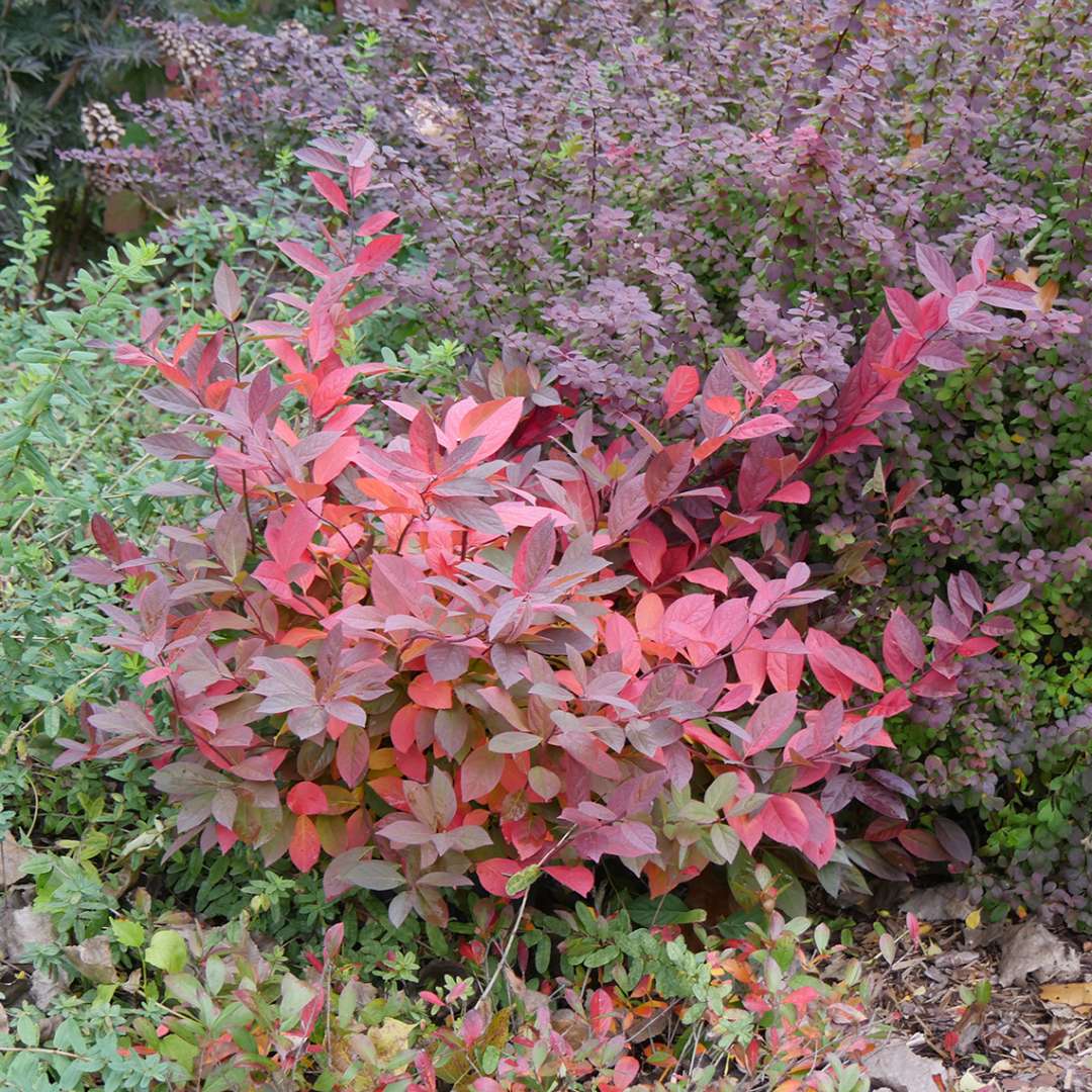 Sweetspire Shrub, 3 Gallon Container