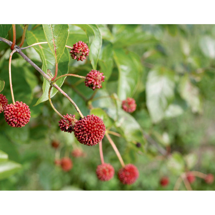 Buttonbush, Sugar Shack Flowering Shrub, Quart-Sized Pot