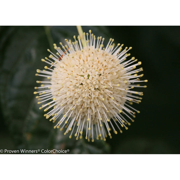 Buttonbush, Sugar Shack Flowering Shrub, Quart-Sized Pot