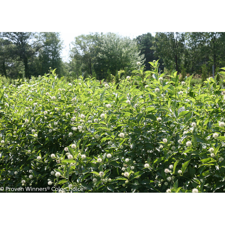 Buttonbush, Sugar Shack Flowering Shrub, Quart-Sized Pot