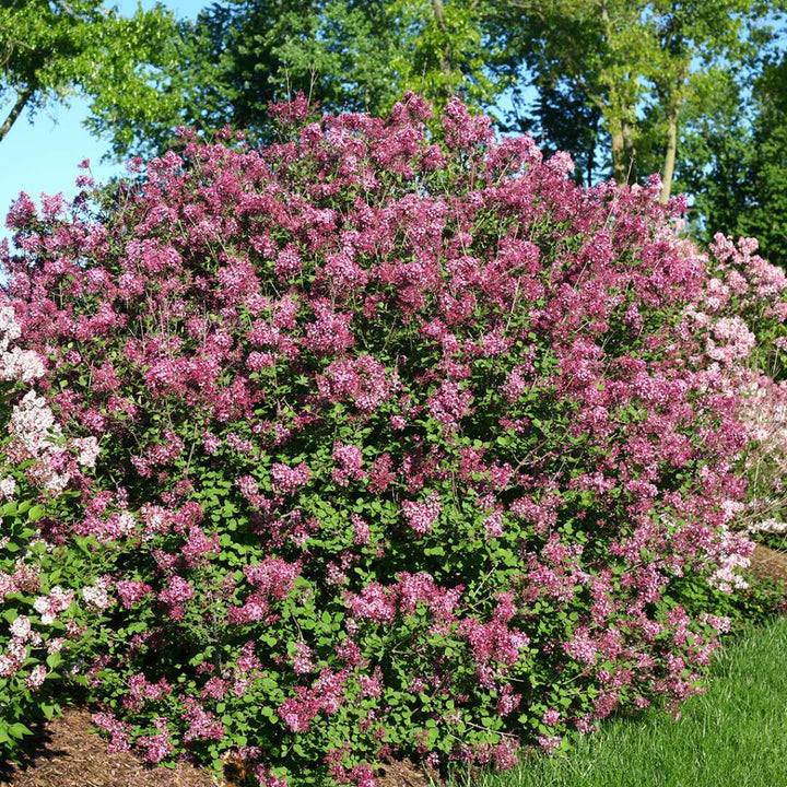 Lilac, Bloomerang Dark Purple Flowering Shrub, 3 Gallon Container