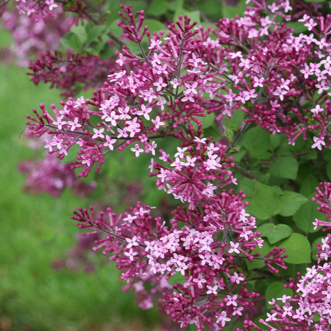 Lilac, Bloomerang Dark Purple Flowering Shrub, Quart-Sized Pot