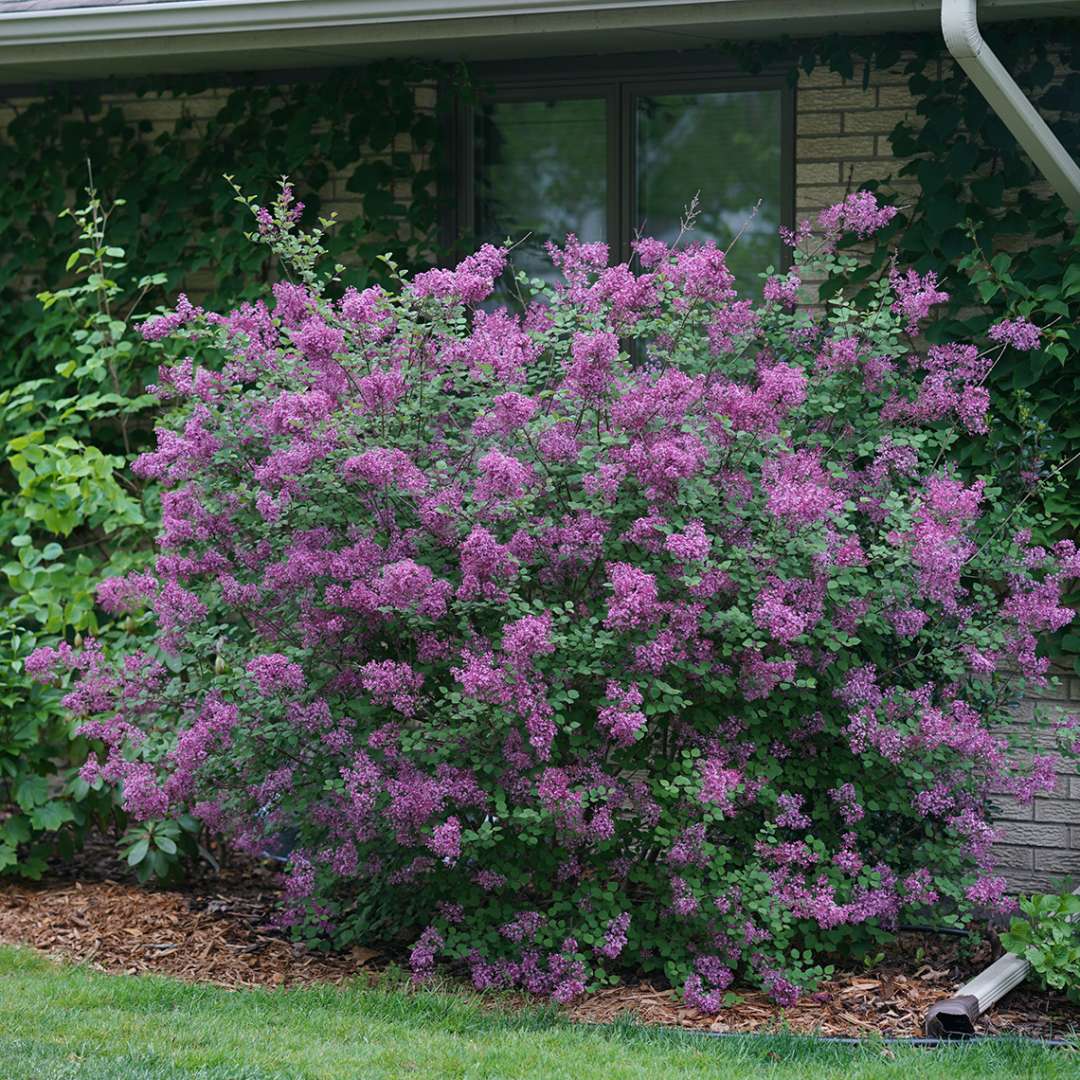 Lilac, Bloomerang Dark Purple Flowering Shrub, Quart-Sized Pot