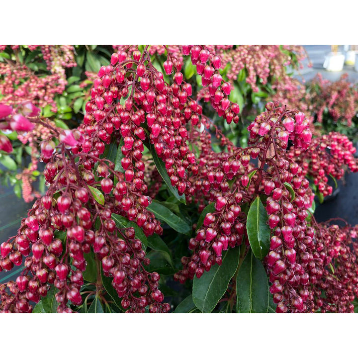 Lilly of the Valley, Interstella Flowering Shrub, Quart-Sized Pot