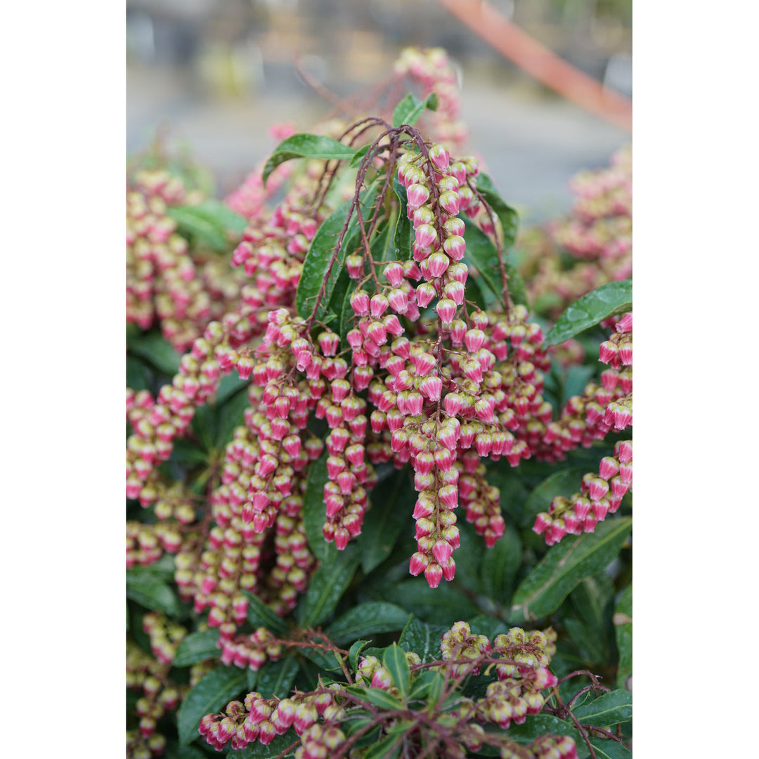 Lilly of the Valley, Interstella Flowering Shrub, Quart-Sized Pot