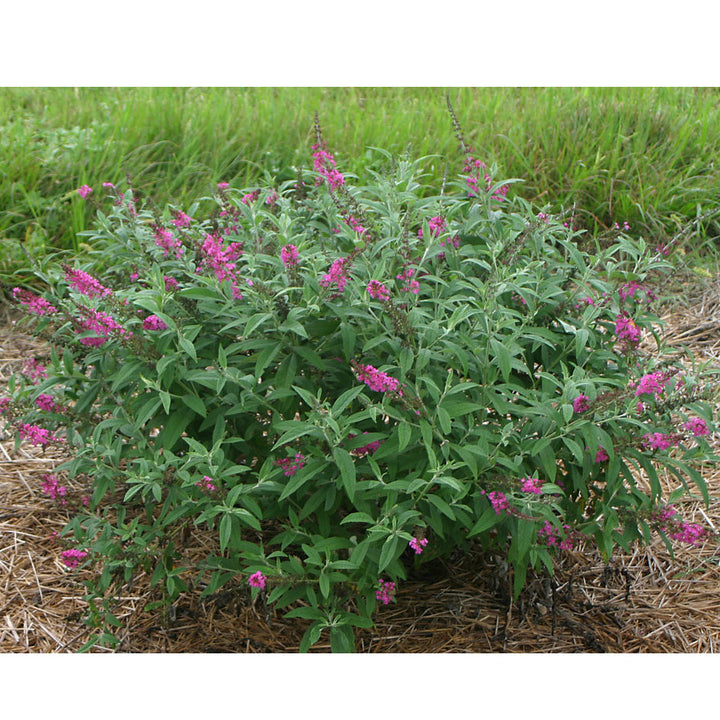 Butterfly Bush, Miss Ruby Flowering Shrub, Quart-Sized Pot