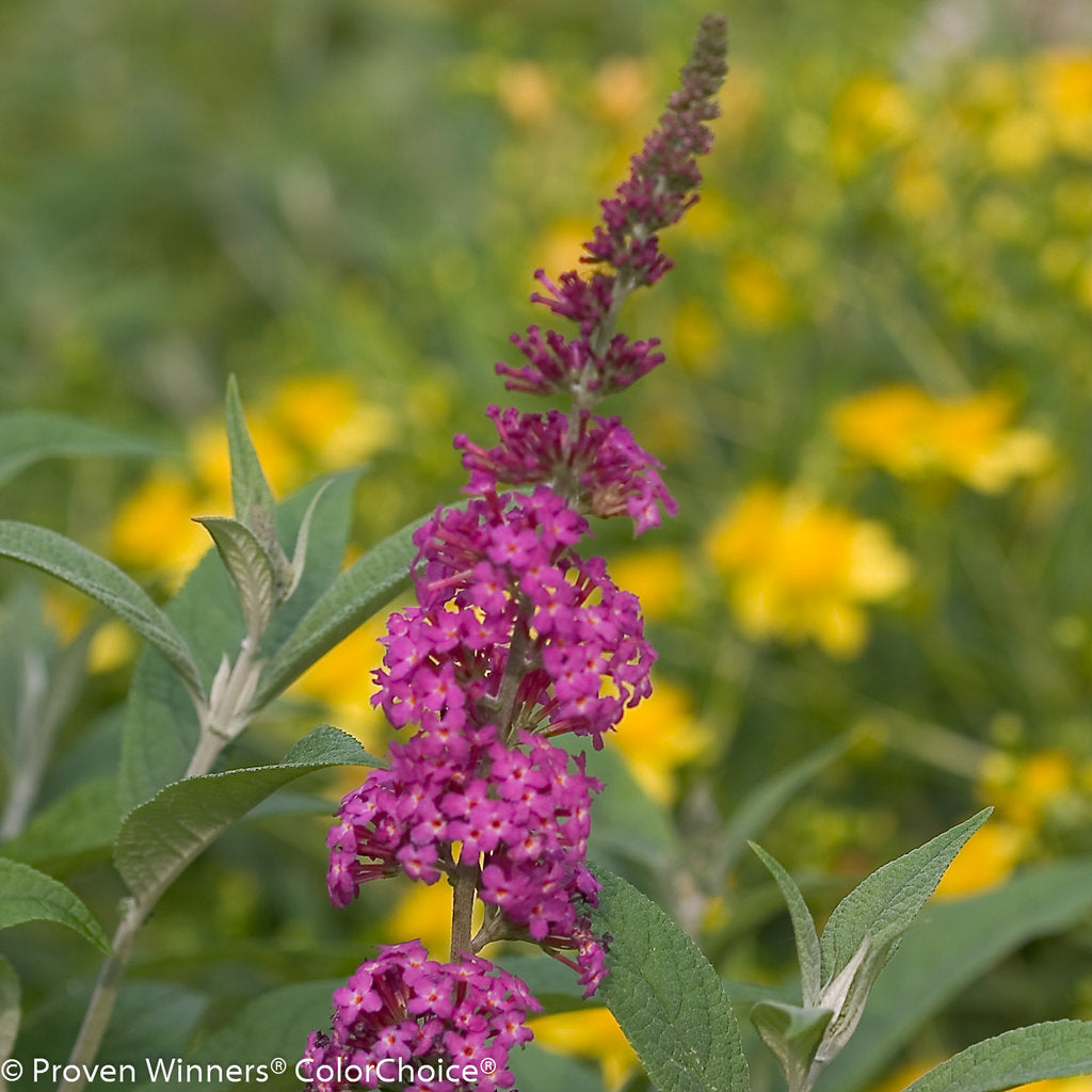 Butterfly Bush, Miss Molly Flowering Shrub, Quart-Sized Pot