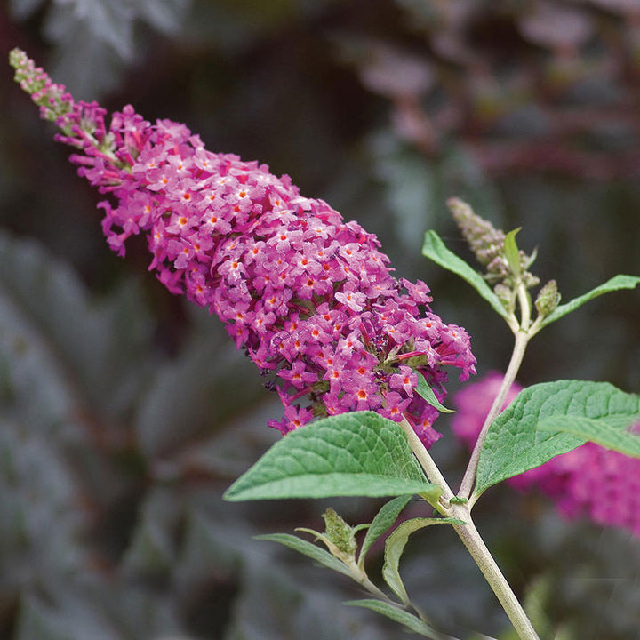 Butterfly Bush, Miss Ruby Flowering Shrub, Quart-Sized Pot