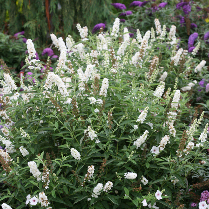 Butterfly Bush, Miss Pearl Flowering Shrub, Quart-Sized Pot