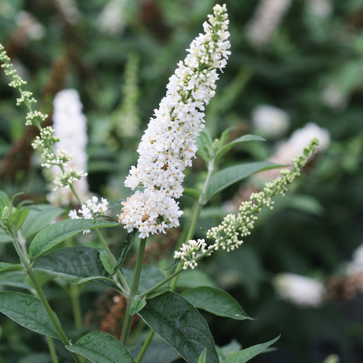 Butterfly Bush, Miss Pearl Flowering Shrub, Quart-Sized Pot