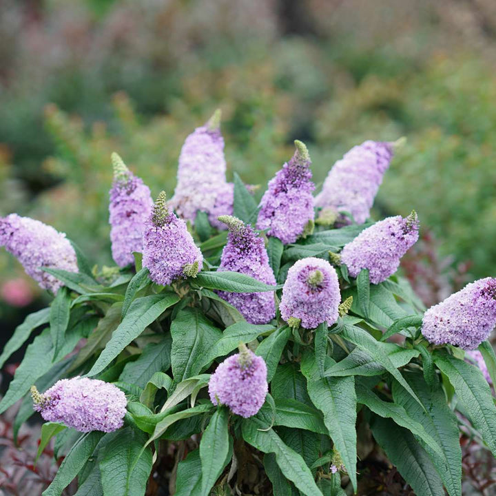 Butterfly Bush, Pugster® Amethyst Flowering Shrub, Quart-Sized Pot