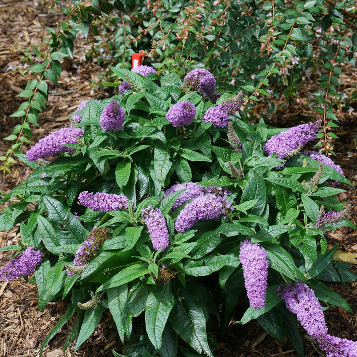 Butterfly Bush, Pugster® Amethyst Flowering Shrub, Quart-Sized Pot