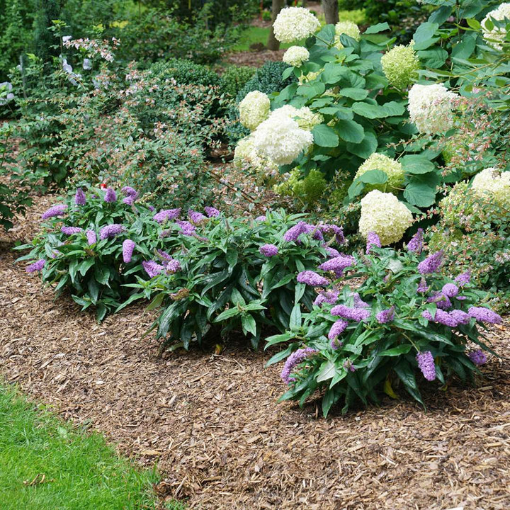 Butterfly Bush, Pugster® Amethyst Flowering Shrub, Quart-Sized Pot