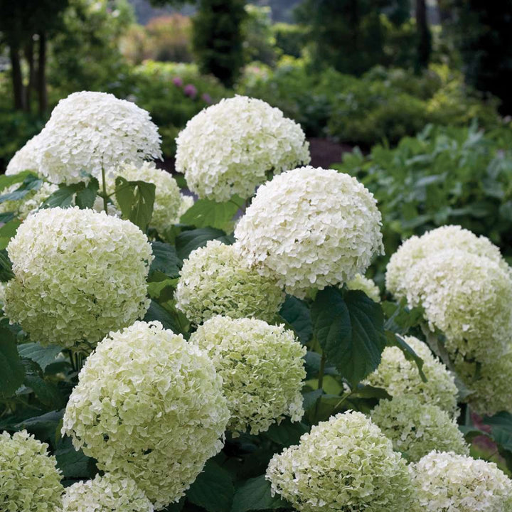 Hydrangea, Incrediball® Flowering Shrub, 3 Gallon Container