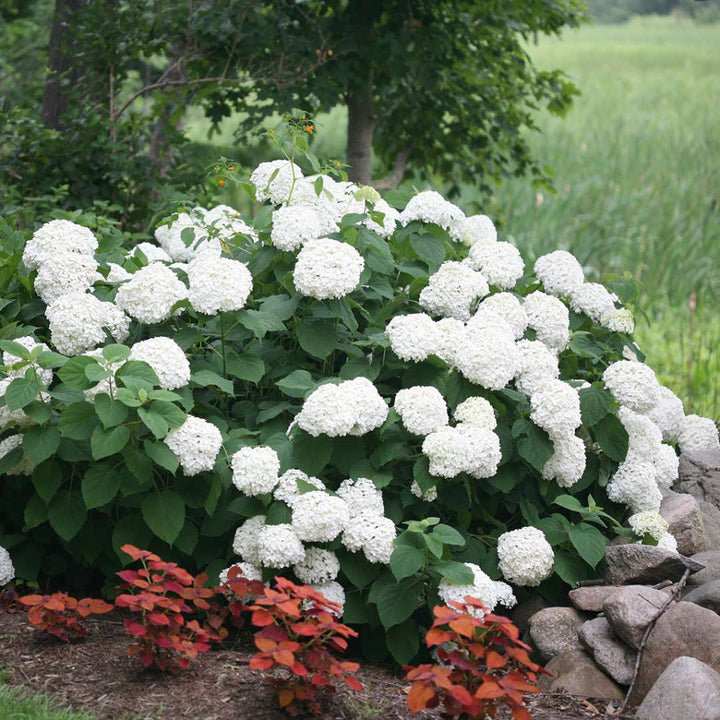 Hydrangea, Incrediball® Flowering Shrub, 3 Gallon Container