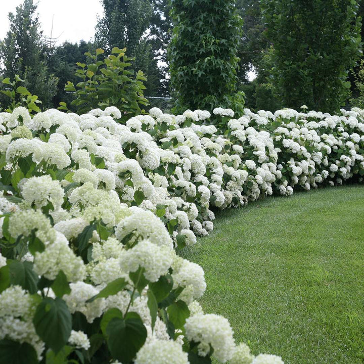 Hydrangea, Incrediball® Flowering Shrub, 3 Gallon Container