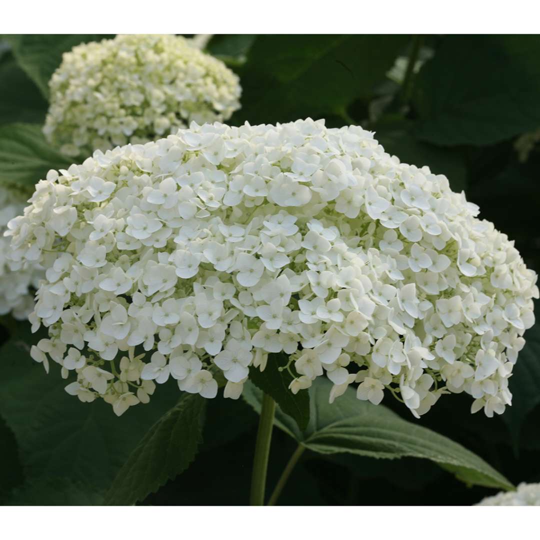 Hydrangea, Incrediball® Flowering Shrub, 3 Gallon Container