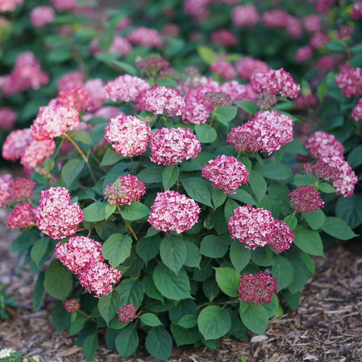 Hydrangea, Invincibelle® Ruby Flowering Shrub, Quart-Sized Pot