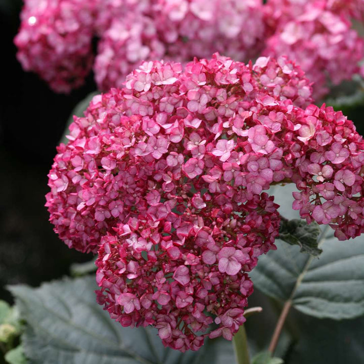 Hydrangea, Invincibelle® Ruby Flowering Shrub, Quart-Sized Pot