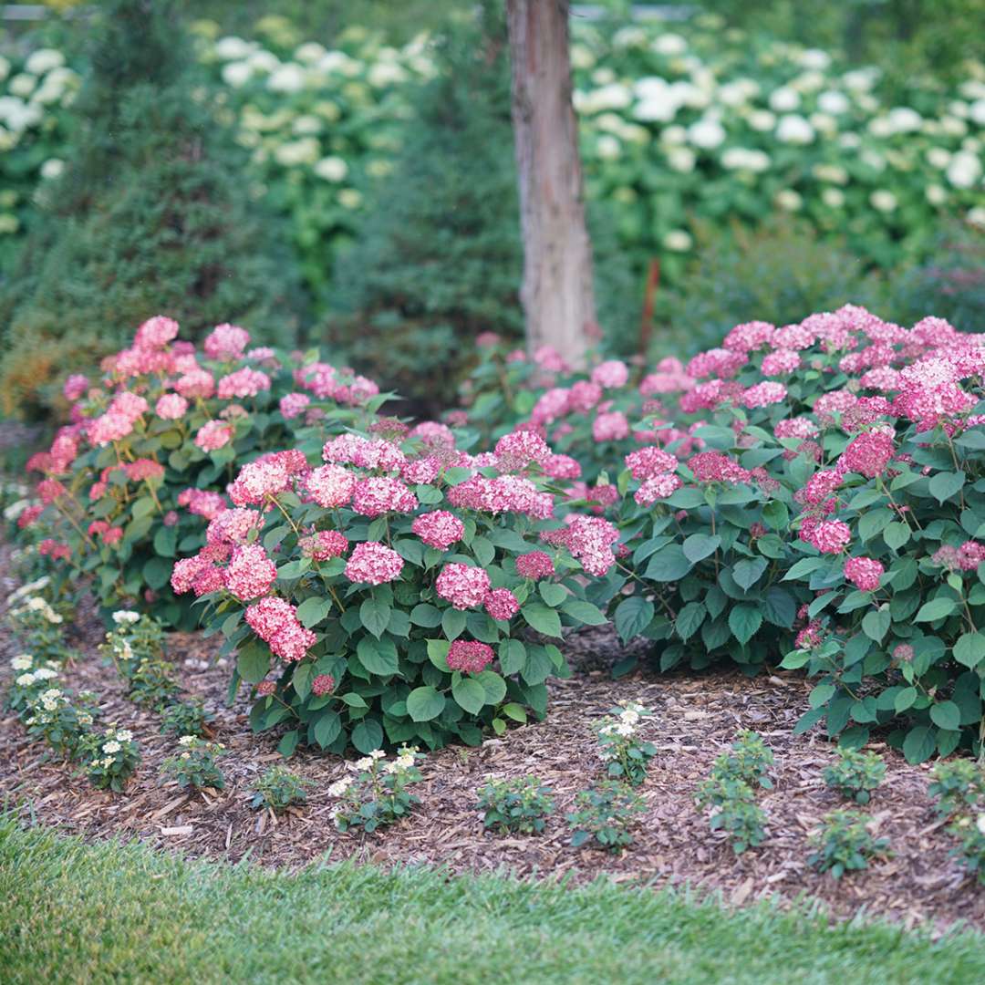 Hydrangea, Invincibelle® Ruby Flowering Shrub, Quart-Sized Pot