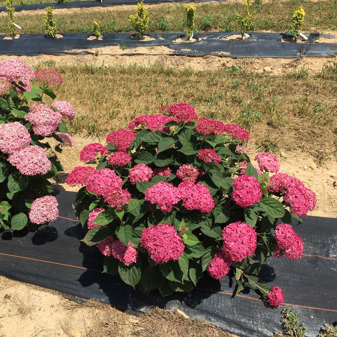 Hydrangea, Invincibelle® Ruby Flowering Shrub, Quart-Sized Pot