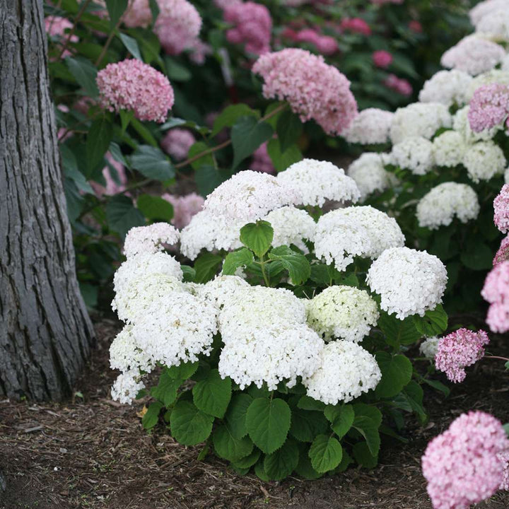 Hydrangea, Invincibelle Wee White® Flowering Shrub, Quart-Sized Pot