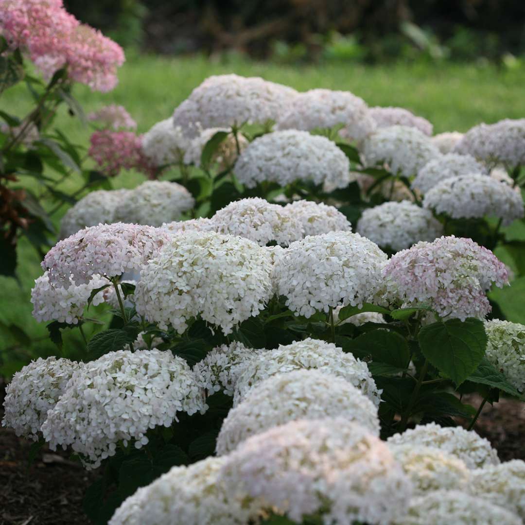 Hydrangea, Invincibelle Wee White® Flowering Shrub, Quart-Sized Pot