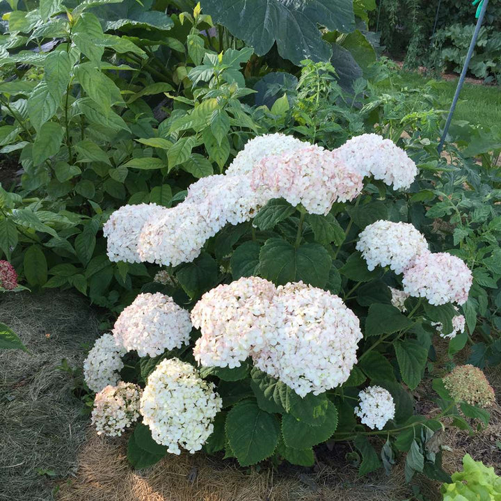 Hydrangea, Invincibelle Wee White® Flowering Shrub, Quart-Sized Pot