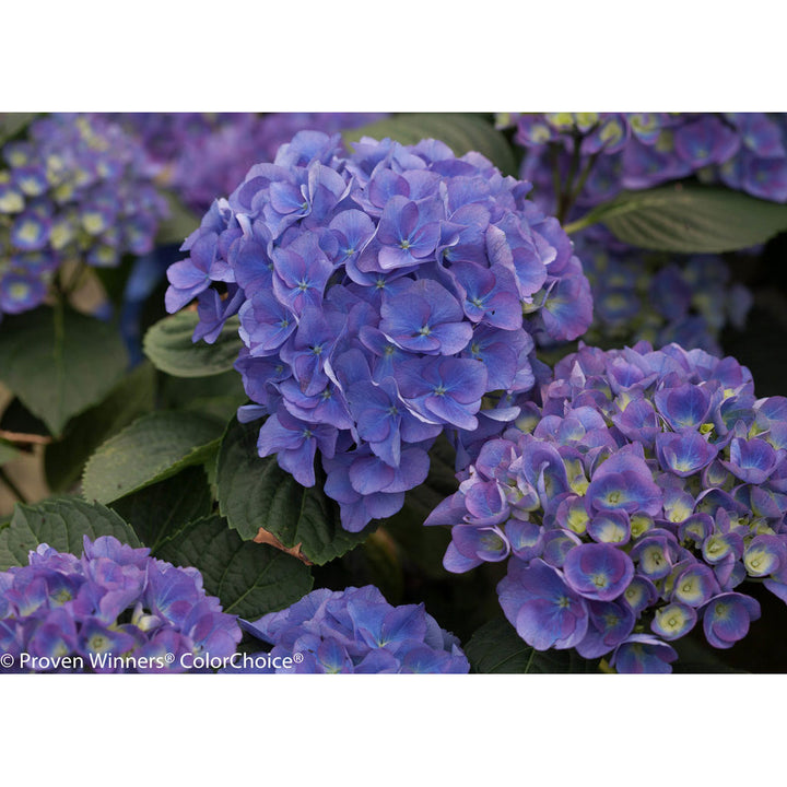 Hydrangea, Cityline Rio Bigleaf Flowering Shrub, Quart-Sized Pot