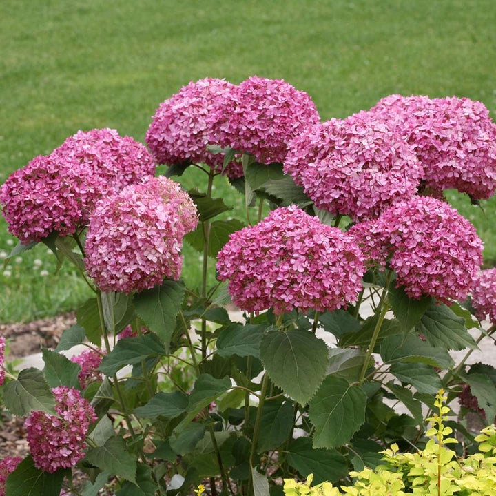 Hydrangea, Invincibelle Mini Mauvette® Flowering Shrub, Quart-Sized Pot