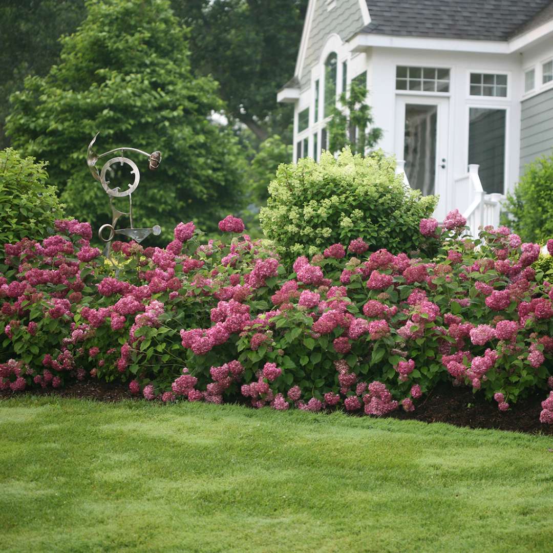 Hydrangea, Invincibelle Mini Mauvette® Flowering Shrub, Quart-Sized Pot