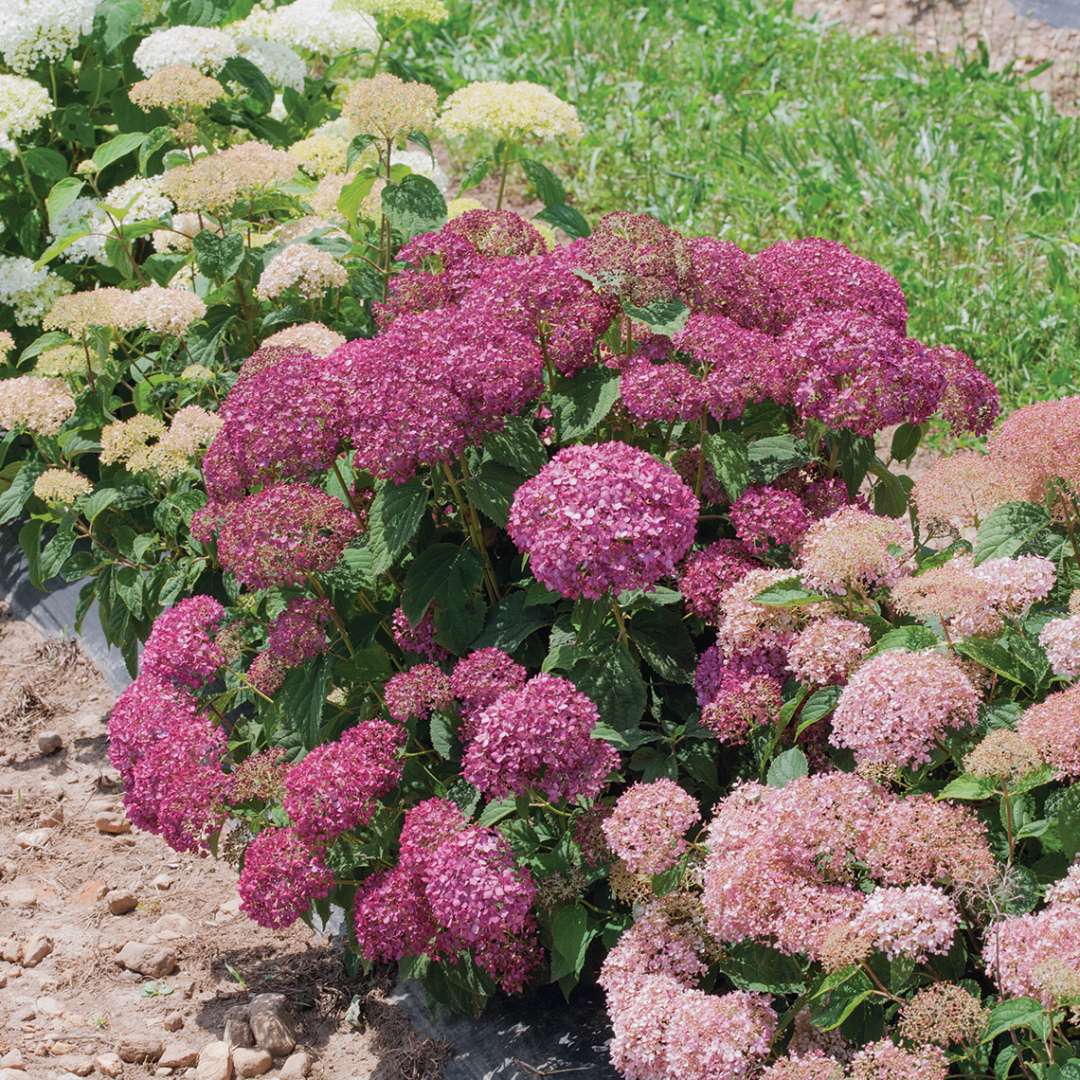 Hydrangea, Invincibelle Mini Mauvette® Flowering Shrub, Quart-Sized Pot