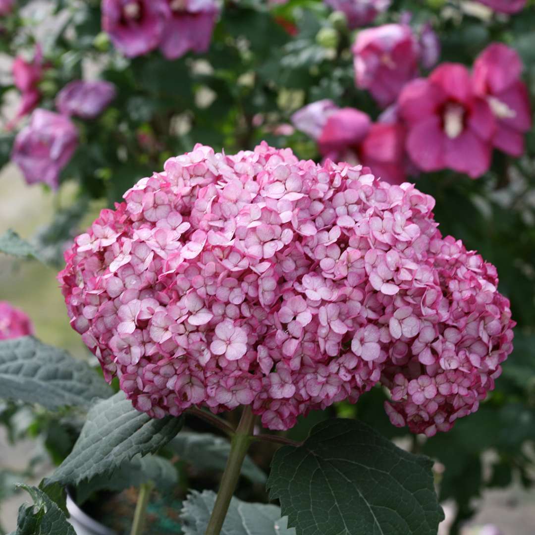 Hydrangea, Invincibelle Mini Mauvette® Flowering Shrub, Quart-Sized Pot